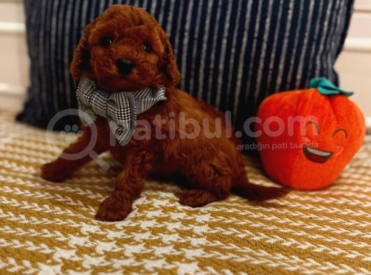Papyonlu Bebek Yuvasını Arıyor