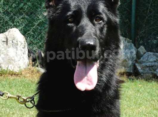 Black Solid Safkan Şampiyon Yavrusu Siyah Alman Çoban görsel