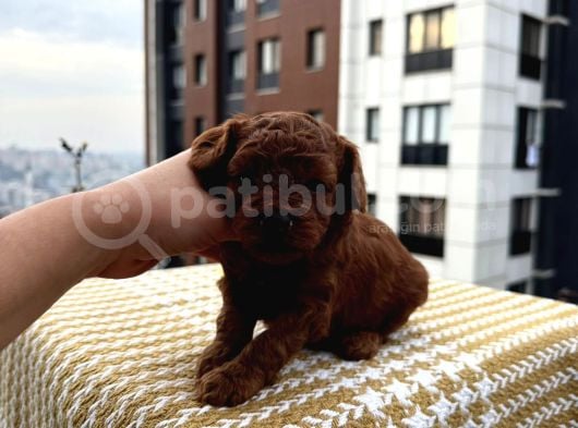 Teacup Babadan Dişi Koyu Bebek görsel