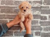 Kıpkırmızı Red Tooy Poodle Sevimli Yavrular