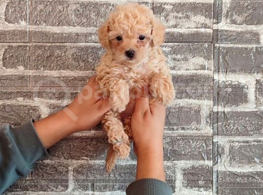 Kıpkırmızı Red Tooy Poodle Sevimli Yavrular görsel