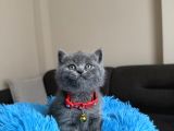Safkan British shorthair Yavrular