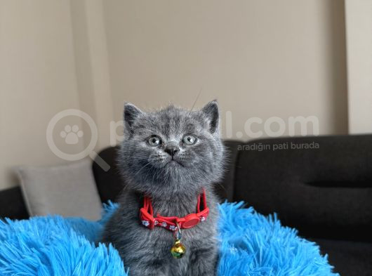 Safkan British Shorthair Yavrular