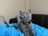 Safkan British Shorthair Yavrular