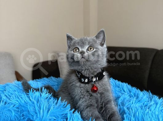 Safkan British Shorthair Yavrular görsel
