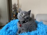 Safkan British Shorthair Yavrular