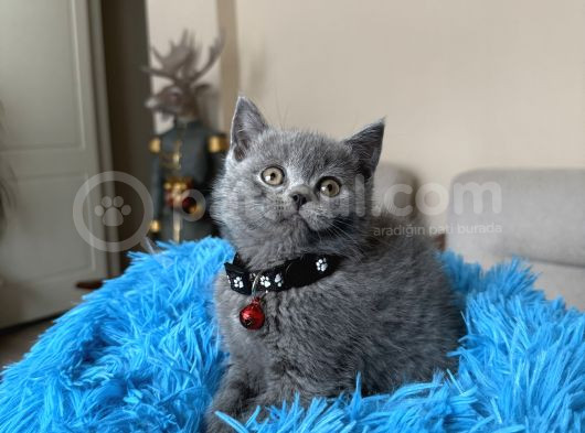 Safkan British Shorthair Yavrular görsel