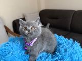 Safkan British Shorthair Yavrular