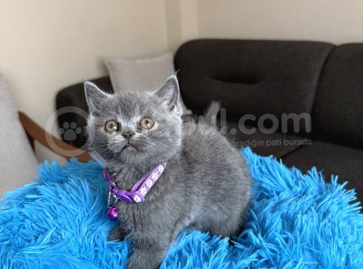 Safkan British Shorthair Yavrular görsel