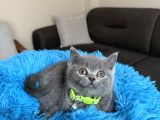Safkan British Shorthair Yavrular