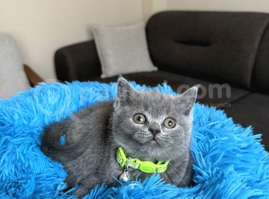 Safkan British Shorthair Yavrular görsel