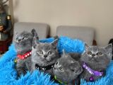 Safkan British Shorthair Yavrular
