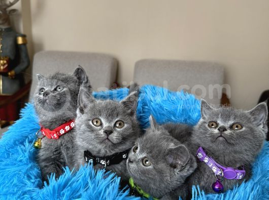 Safkan British Shorthair Yavrular görsel
