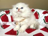 Scottish Fold Longhair Silver Point