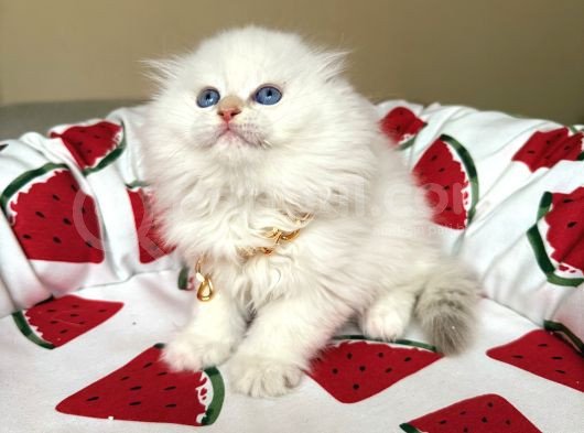 Scottish Fold Longhair Silver Point görsel