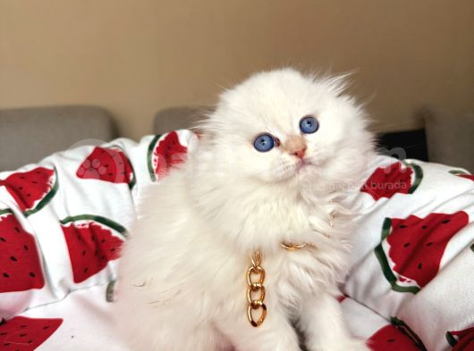 Scottish Fold Longhair Silver Point görsel