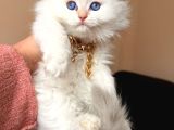 Scottish Fold Longhair Silver Point