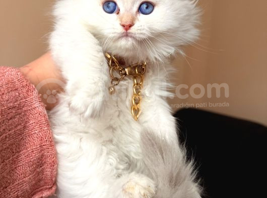 Scottish Fold Longhair Silver Point görsel