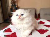 Scottish Fold Longhair Silver Point
