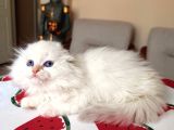 Scottish Fold Longhair Silver Point