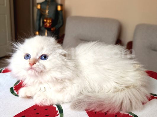 Scottish Fold Longhair Silver Point görsel
