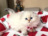 Scottish Fold Longhair Silver Point