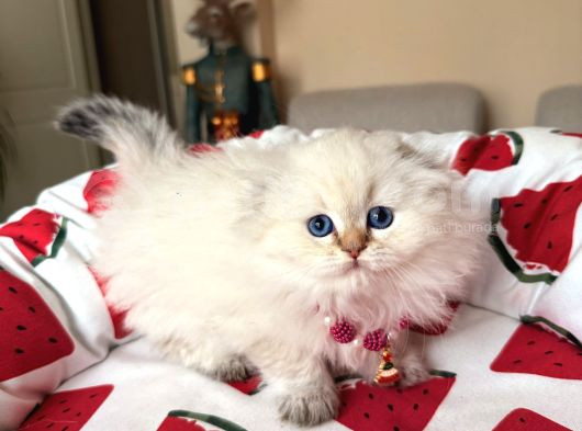 Scottish Fold Longhair Silver Point görsel