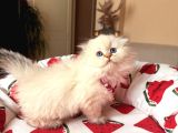 Scottish Fold Longhair Silver Point