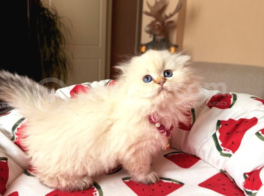 Scottish Fold Longhair Silver Point görsel