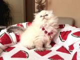 Scottish Fold Longhair Silver Point