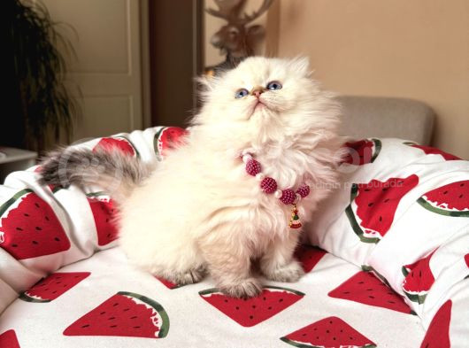 Scottish Fold Longhair Silver Point görsel