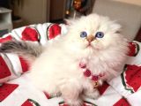Scottish Fold Longhair Silver Point