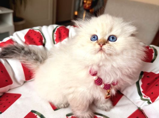 Scottish Fold Longhair Silver Point