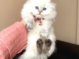 Scottish Fold Longhair Silver Point