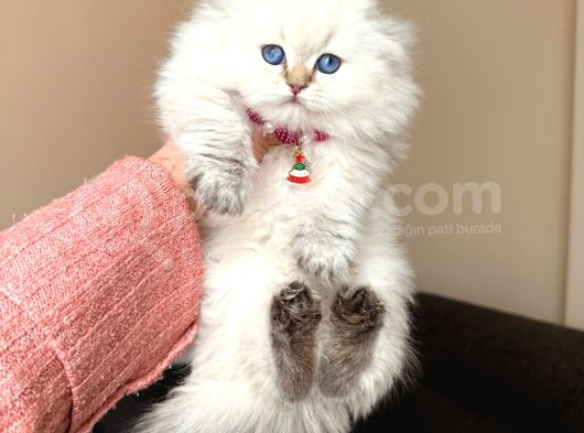 Scottish Fold Longhair Silver Point görsel