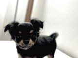 Tea Cup Mini Boy Chihuahua