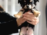 Tea Cup Mini Boy Chihuahua
