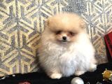 Ayicik  Surat  Teacup Pomerani̇an Boo