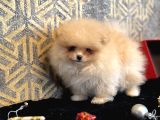 Ayicik  Surat  Teacup Pomerani̇an Boo