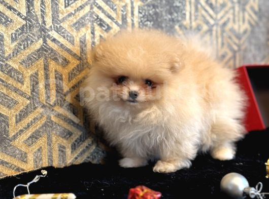 Ayicik  Surat  Teacup Pomerani̇an Boo görsel