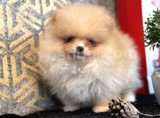 Ayicik  Surat  Teacup Pomerani̇an Boo