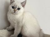 British Shorthair Dişi Golden Point Yavru