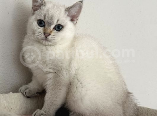 British Shorthair Dişi Golden Point Yavru görsel