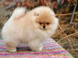 Secereli Pomernian Boo