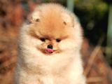 Secereli pomernian Boo