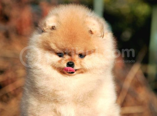 Secereli Pomernian Boo