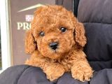 Kıpkırmızı Red tooy poodle sevimli yavrular