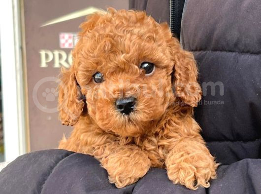 Kıpkırmızı Red Tooy Poodle Sevimli Yavrular