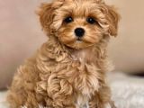 Maltipo cinsi yavrular kahve tonlu mini boy puppy