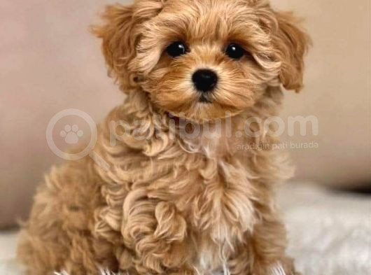 Maltipo cinsi yavrular kahve tonlu mini boy puppy